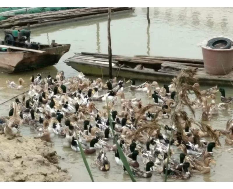 純放養(yǎng)青頭鴨、三那土雞、鳳尾菇 原生態(tài)產(chǎn)品